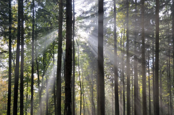 Sonnenstrahlen Einem Wald Spessart — Fotografia de Stock
