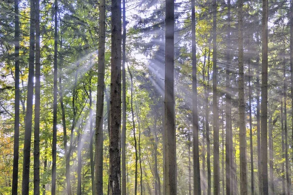 Sonnenstrahlen Einem Wald Spessart — Fotografia de Stock