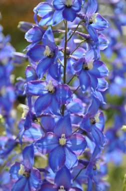 Einem Bahçesinde Rittersporn (Delphinium)