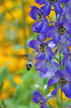 Ein Taubenschwaenzchen a einem Rittersporn