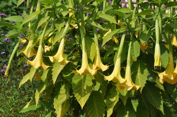 Einem Bahçesinde Blueten der Engelstrompete