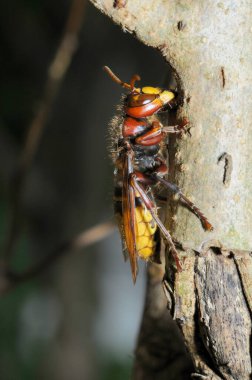 At bir einem Flieder