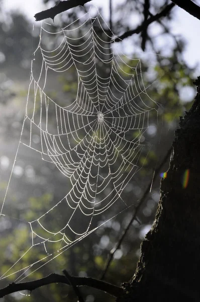 Spinnennetz Einem Wald — Stock Photo, Image