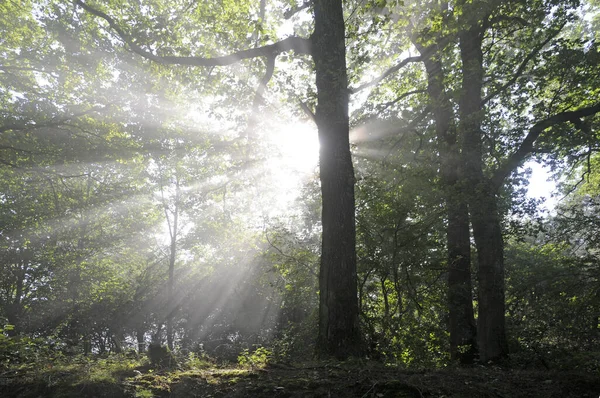 Sonne Nebligen Wald — Fotografia de Stock