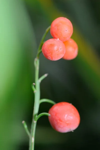 Giftige Samen Des Maigloeckchen — Stockfoto