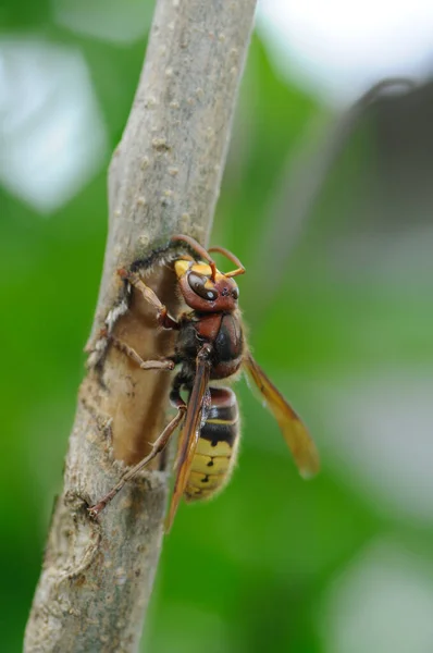 Hornisse Einem Flieder — Stockfoto