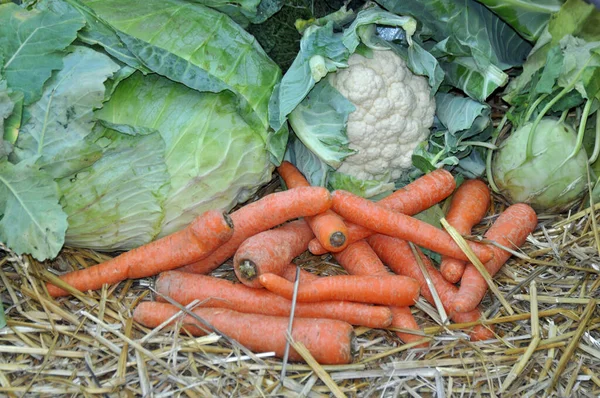 Karotten, Kohl ve Blumenkohl