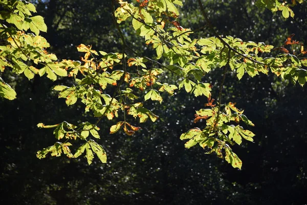 Blaetter Der Rosskastanie Herbst — Photo