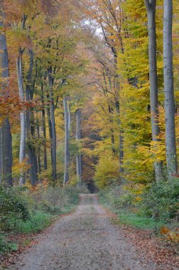 Ein Weg im Herbstwald