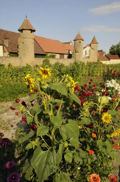 Blumen Der Stadtmauer Mainbernheim — Stockfoto
