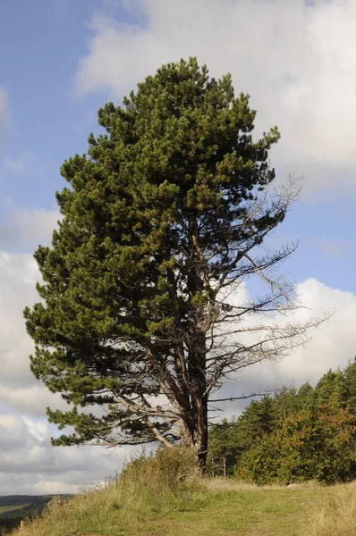 Kiefer Harz Deutschland — Stock Photo, Image