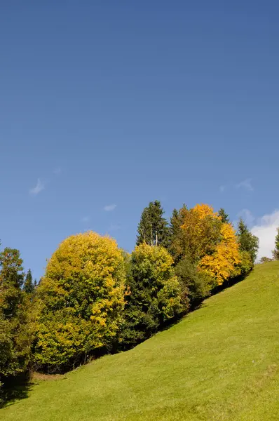 Verschiedene Baeume Herbst — Fotografia de Stock