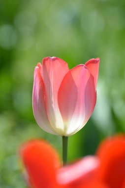 Einem Blumengarten 'de Tulpen