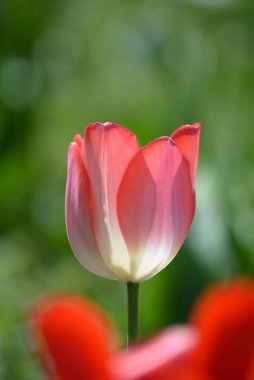 Einem Blumengarten 'de Tulpen