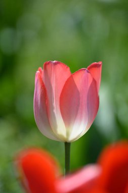 Einem Blumengarten 'de Tulpen