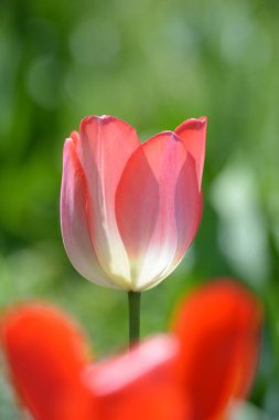Einem Blumengarten 'de Tulpen