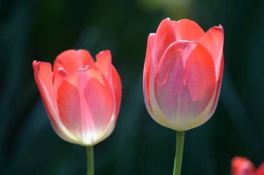 Einem Blumengarten 'de Tulpen