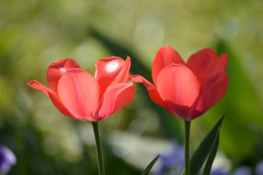 Einem Blumengarten 'de Tulpen