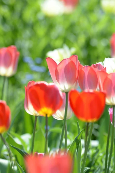Einem Blumengarten 'de Tulpen