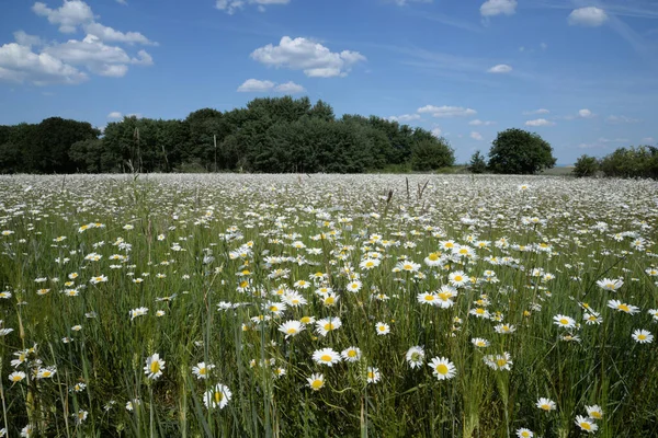 Ben Waldrand im Sommer.
