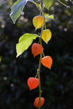 Fruechte der Lampionblumen im Herbst
