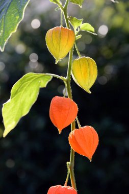 Fruechte der Lampionblumen im Herbst