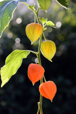 Fruechte der Lampionblumen im Herbst