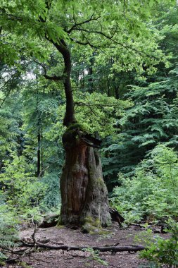 Urwald ve Der Sababurg