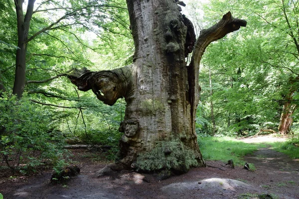 Urwald Der Sababurg — Fotografia de Stock