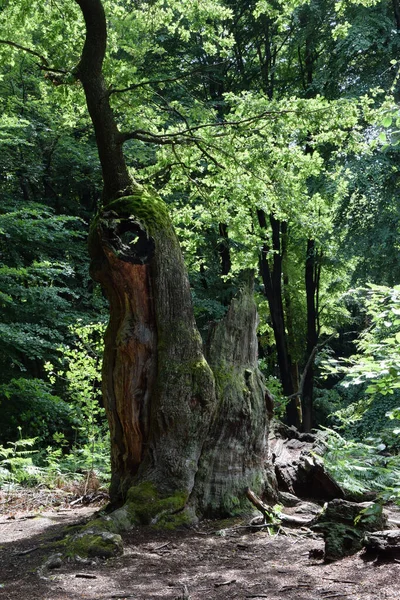 Urwald Der Sababurg — Stock fotografie