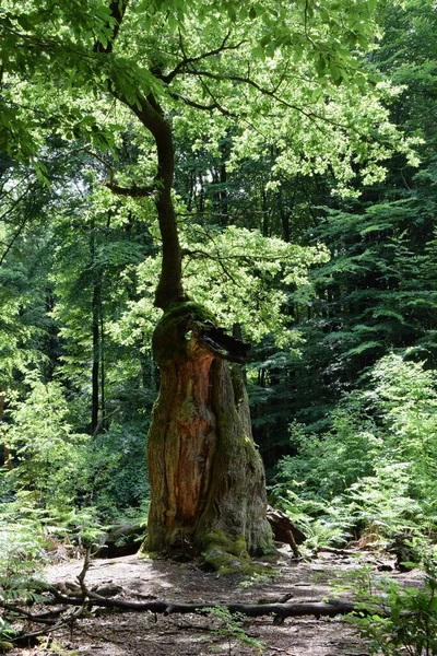 Urwald ve Der Sababurg