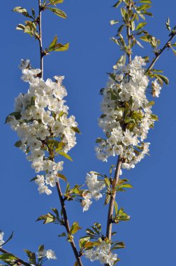 Blueten an einem Apfelbaum