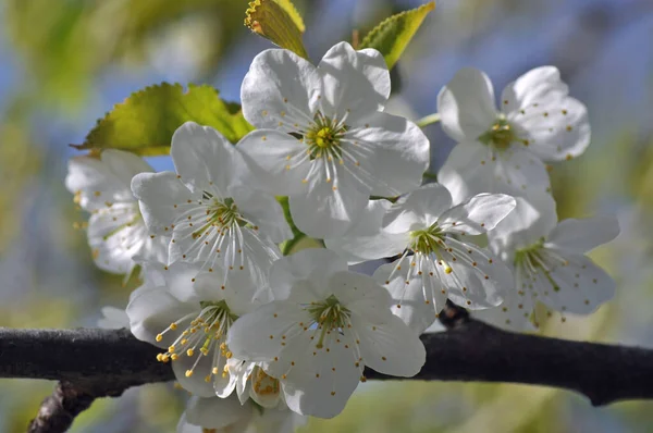 Blueten Einem Apfelbaum — Stock Photo, Image