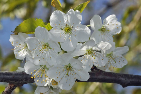 Blueten Einem Apfelbaum — Stock Photo, Image