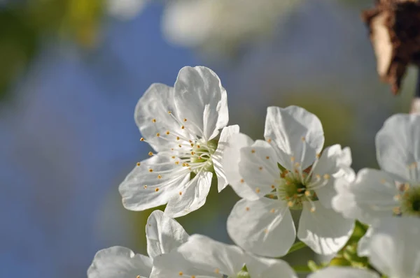 Blueten Einem Apfelbaum — Stock Photo, Image