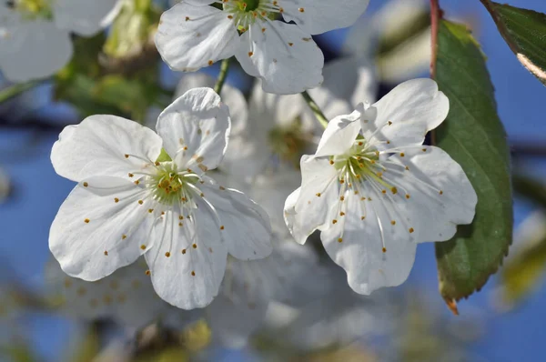 Blueten Einem Apfelbaum — Stock Photo, Image