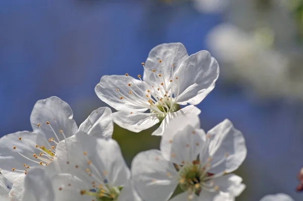 Blueten an einem Apfelbaum