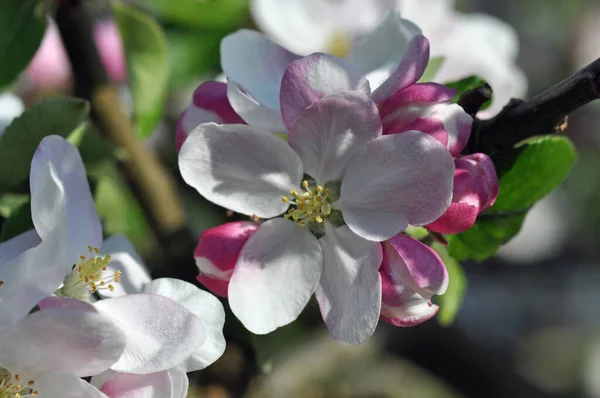 Blueten Einem Apfelbaum — Photo