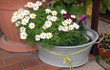 Margeriten in einem Blumentopf