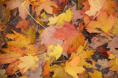 Herbstlaub auf einem Waldboden