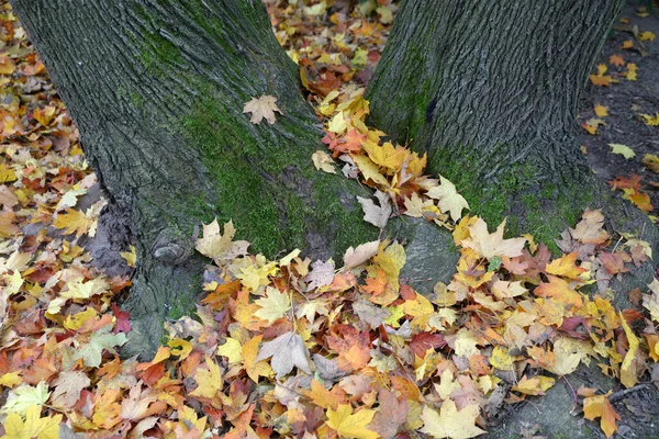 Herbstlaub Einem Baum — Photo