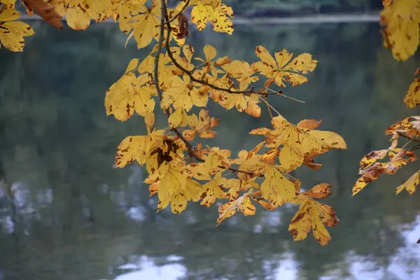 Das Herbstlaub Der Rosskastanie — Photo