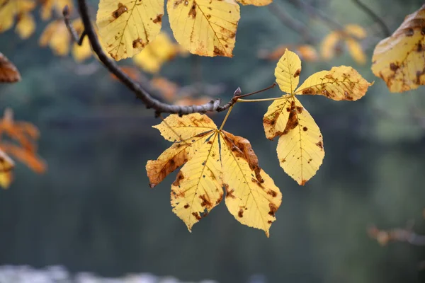 Das Herbstlaub Der Rosskastanie — Photo