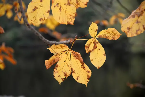 Das Herbstlaub Der Rosskastanie — Photo