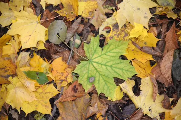 Laub Auf Waldboden Herbst — Photo