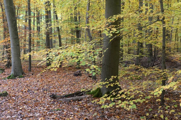 Ein Buchenwald im Herbst