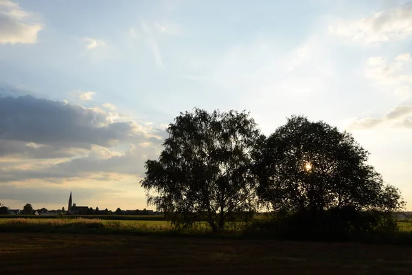 Baumgruppe a einer wiese, abend