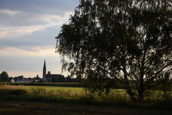 Baumgruppe a einer wiese, abend