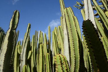 kanaren-wolfsmilch  (kandelabereuphorbie) auf Gran Canaria