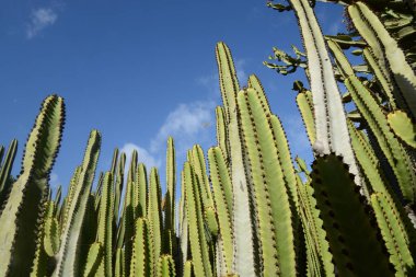 kanaren-wolfsmilch  (kandelabereuphorbie) auf Gran Canaria
